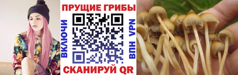 Псилоцибиновые грибы Psilocybe  Скопин 